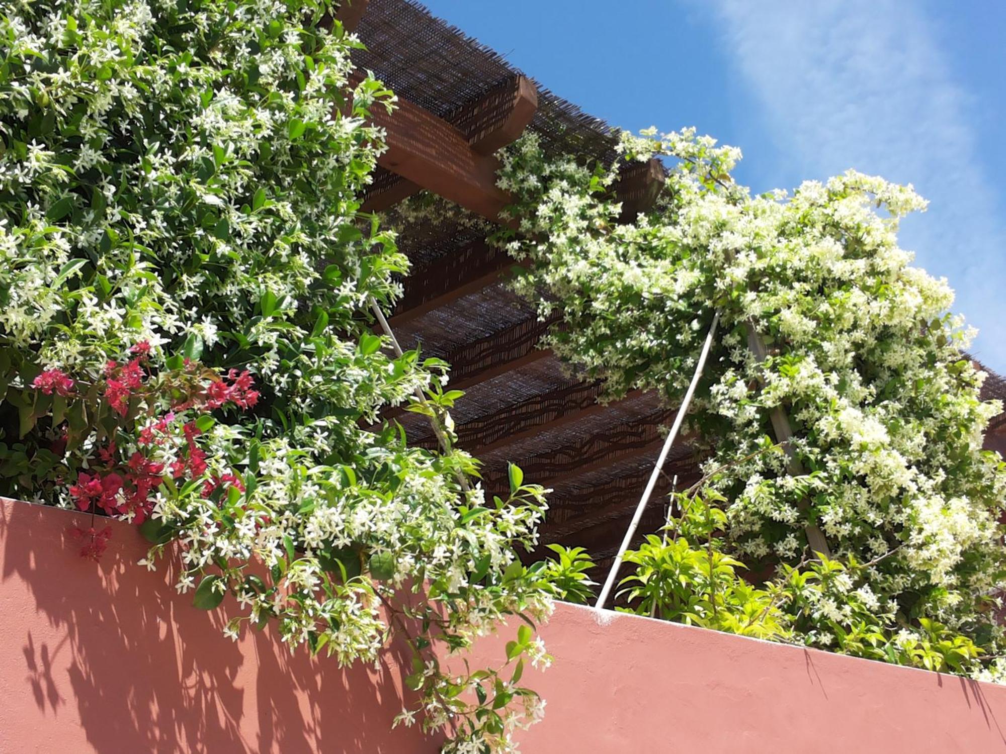 Bed and Breakfast Gato Preto De Silves - Adults Only Exteriér fotografie